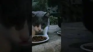 Daily Vaticats!