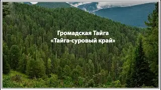 ГРОМАДСКАЯ ТАЙГА 