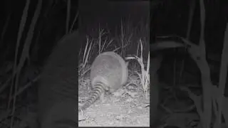 Tatu-galinha / Dasypus novemcinctus🙂 #faunabrasileira #wildlife
