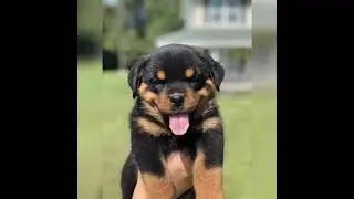 Rottweiler dog 🔥🔥🔥 status 🔥 status