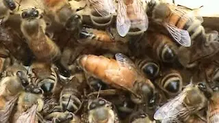 Beekeeping: Another Swarm Turning Up.