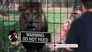 Peruzzi Toyota Hatfield PA September Sales Event Commercial – “Lion Cage”