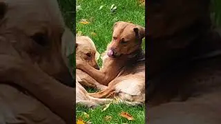 Собачки - это любовь... #shorts