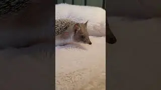 💭🕐Ежиная дневная прогулочка