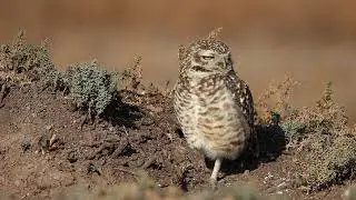 Pequén (Athene cunicularia)