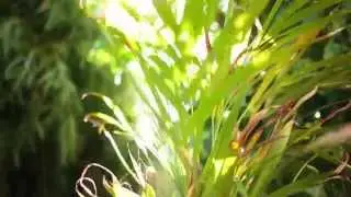 STOCK: Golden Palm Sun Flare