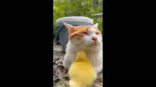Amazing CATS.  Funny cats.  Part 42. 😸🐕😻