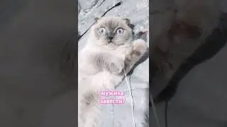 мужика завести?) 😻😇 #рекомендации#cat#юмор#смешныекоты#cuteanimal#