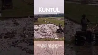 Kuntul, Sahabat Petani di Alam Persawahan Pedesaan #kuntul #sawah #alamliar #petani #viralvideo #fyp