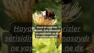 Hayat bir sürprizler serisidir...