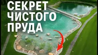 Чистый пруд без лишнего ухода и затрат | Самая эффективная фильтрация для пруда — болотный фильтр