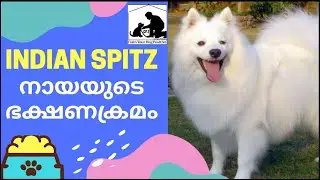 Indian Spitz Diet : Pomeranian : Dog Food And Supplement Malayalam : dog food malayalam