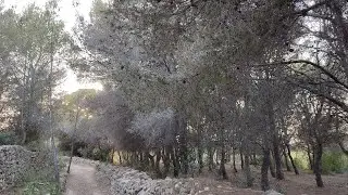Anem a passejar per Vilanova. Setmana de la Natura, 2022 #NomésUnPlaneta