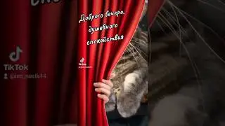 #cat #кот