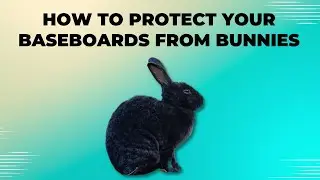 How to Protect Your Baseboards from Bunnies