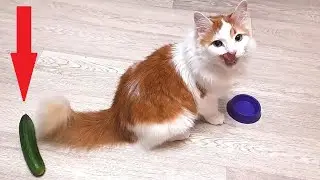 Cat and Cucumber! Ray and other nervous cats!