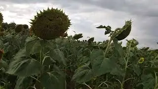 Заразиха на соняшнику!!! П'ять гібридів соняшнику на Демо полі  Саксон, ТОР, Старк, Шенон, Фолк.