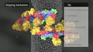 Membrane constriction by Dynamin