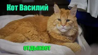Кот Василий отдыхает.