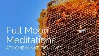 Full Moon Meditation, June 2024 - At Home in Nature: Hives