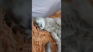 Миша устал