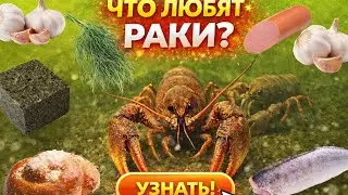 На что ловить РАКА? Мой ОПЫТ по поиску приманки на раков
