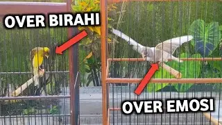 THE DIFFERENCE BETWEEN OVER-LIBRIUM & OVER-EMOTION IN CANARI | HOW TO HANDL IT