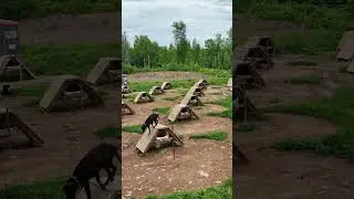 Kennel Flyover June 2024 #dji