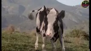 El Super Combate el hombre & la vaca