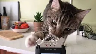 Making an Entire Beat using Only One Cat Meow Sample