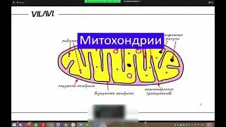 Митохондрии и ковид. А.Ф. Тарасевич. 16 сентября 2021 г. Вилави