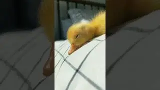 cute ducks #short  #trend #foryoupage #duckling #cutepet #petlife