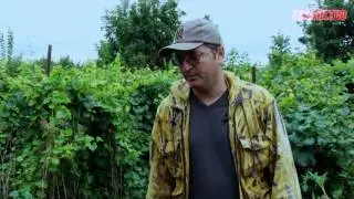 Кто оставляет дырки на перце? Хлопковая совка