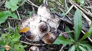 За грибами в огород до поздней осени.