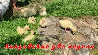 Линда две недели