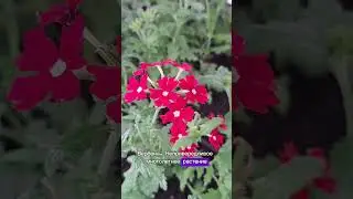 ЛУЧШИЕ ЦВЕТЫ ДЛЯ ВАШЕГО САДА #сад #дача #цветы