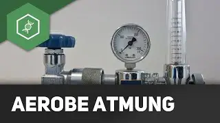 Aerobe Atmung