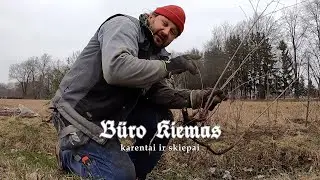 Karentai ir skiepai - Būro kiemas #08-24