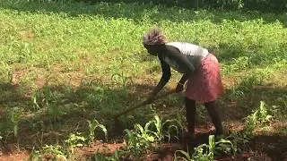 A Farmer working in her field in Sub-Saharan Africa