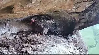 Orłosęp brodaty Nestflix - Rodzic z dostawą & samodzielny młody 😊