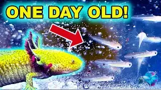 BABY AXOLOTLS HATCHING! Axolotl Care & Setup