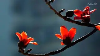 Bombax flowers