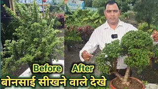 Jade bonsai || जेड Plant का बोनसाई कैसे बनाए ||How to Make Bonsai Tree at Home||