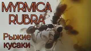 Myrmica Rubra. How are the Red Biters?