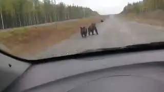 Медведи на дорогах России