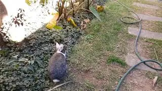 Bunny Binky in slow motion