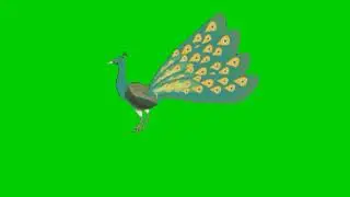 peacock green screen animation| Editor G
