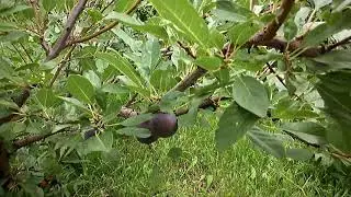 СЛИВОВЫЙ  ВИШНЁВЫЙ ГИБРИД. КУЗБАСС. СИБИРЬ.