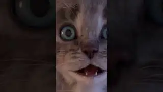 Good morning LITTLE KITTY CAT!