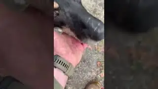 Невозможно перестать повторять, что орки ублюдки и живодеры🤬
